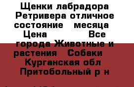 Щенки лабрадора Ретривера отличное состояние 2 месяца › Цена ­ 30 000 - Все города Животные и растения » Собаки   . Курганская обл.,Притобольный р-н